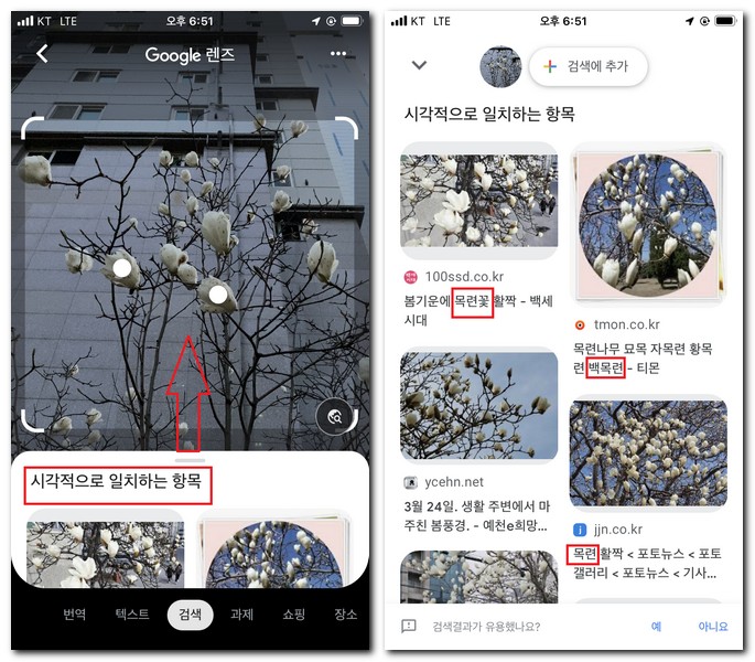 구글렌즈로 꽃이름 찾기
